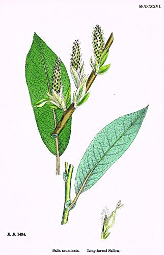Sowerby's English Botany - "LONG LEAVED SALLOW" - Hand-Colored Litho - 1873