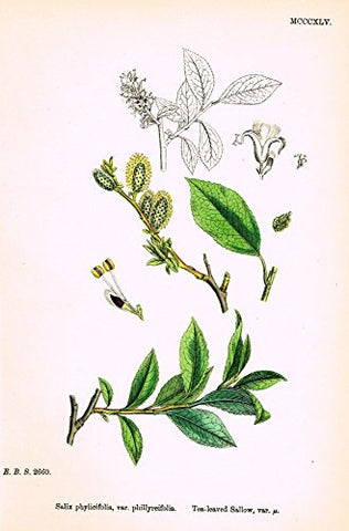 Sowerby's English Botany - "TEA-LEAVED SALLOW VAR. U" - Hand-Colored Litho - 1873