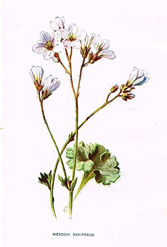Hulme's Familiar Wild Flowers - "MEADOW SAXIFRAGE" - Lithograph - 1902