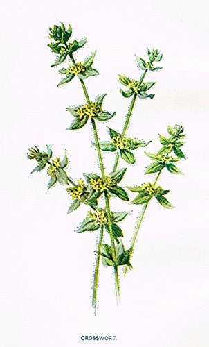 Hulme's Familiar Wild Flowers - "CROSSWORT" - Lithograph - 1902