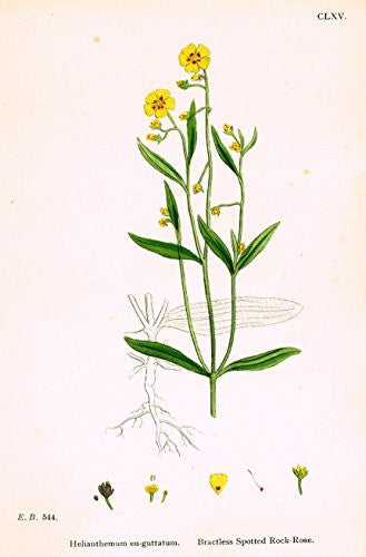 Sowerby's English Botany - "BRACTLESS SPOTTED ROCK ROSE" - Hand-Colored Litho - 1873
