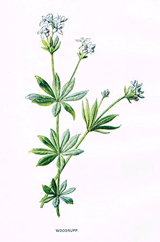 Hulme's Familiar Wild Flowers - "WOODRUFF" - Lithograph - 1902
