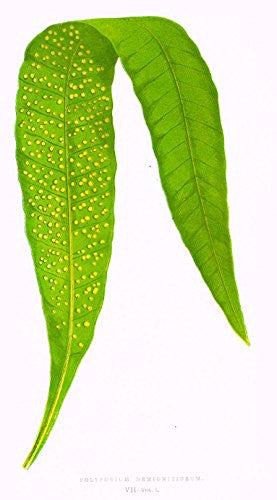 Lowe's Ferns - "POLYPODIUM HEMIONITIDEUM" Chromolithograph - 1856