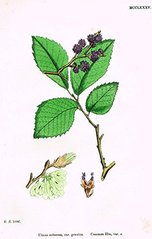 Sowerby's English Botany - "COMMON ELM VAR. A" - Hand-Colored Litho - 1873