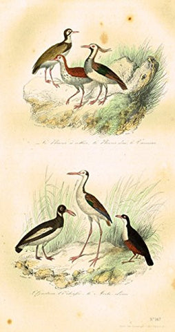 Buffon's Book of Birds - "LE PLUVIER D'OR" - Hand-Colored Engraving - 1841