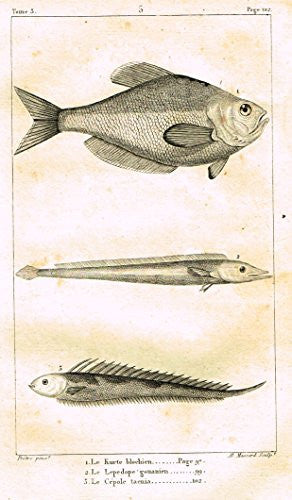 De Lacepede's L'Histoire Naturelle - LE KURTE - Copper Engraving - 1825