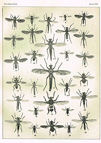 Howard's The Insect Book - TRUE FLIES - PLATE XIX - Lithograph - 1902