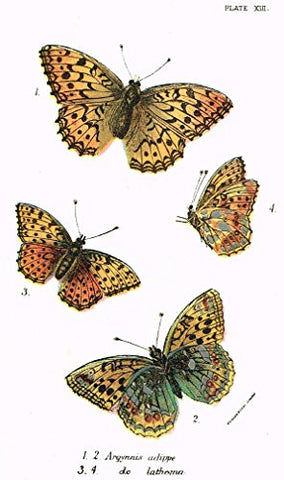 Kirby's Butterfies & Moths - "ARGYNNIS - Plate XIII" - Chromolithogrpah - 1896