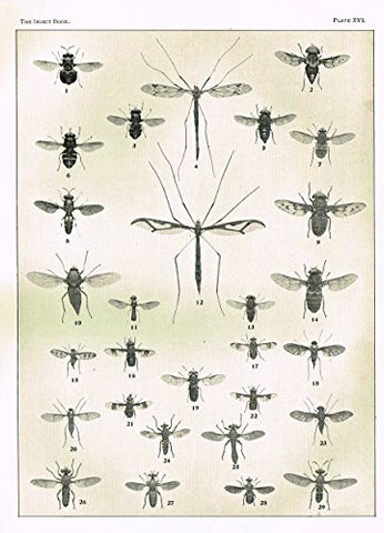 Howard's The Insect Book - TRUE FLIES- PLATE XVI - Lithograph - 1902
