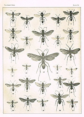 Howard's The Insect Book - "WASPS - PLATE XI" - Lithograph - 1902