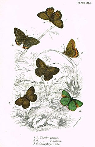 Kirby's Butterfies & Moths - "THECLA - Plate XLI" - Chromolithogrpah - 1896