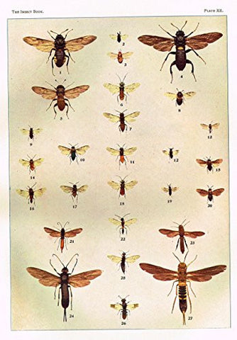 Howard's The Insect Book - SAW FLIES AND HORN TAILS - Lithograph - 1902