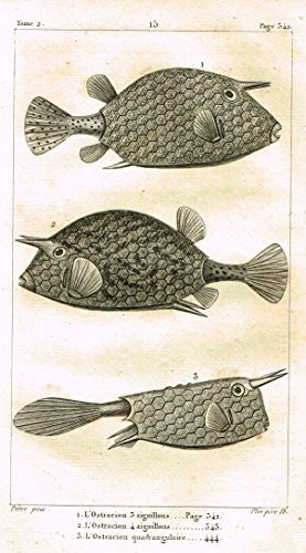 De Lacepede's L'Histoire Naturelle - L'OSTRACION (3 VARIETIES) - Copper Engraving - 1825