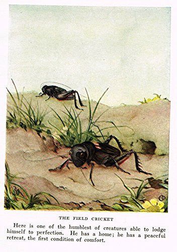 Fabre's Book of Insects - "THE FIELD CRICKET" - Lithograph - c1923