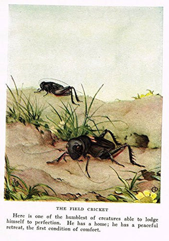 Fabre's Book of Insects - "THE FIELD CRICKET" - Lithograph - c1923
