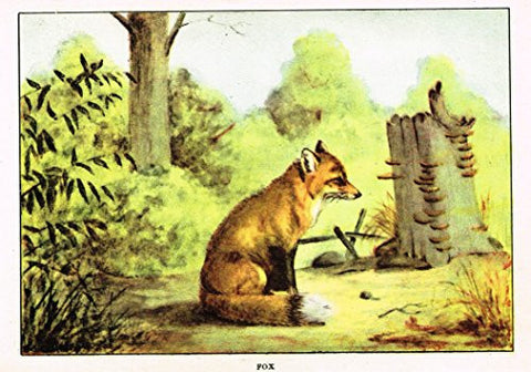 Seton's Northern Animals - FOX - Lithograph - 1909