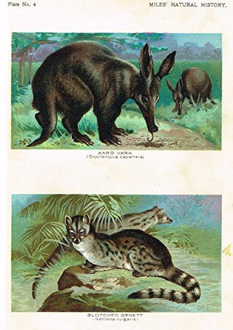 Miles's Natural History - "Aardvark & Blotched Genett" - Chromolithograph - 1895