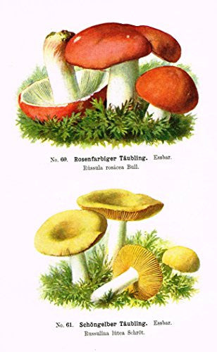 Schmalfub's Mushrooms - ROSENFARBIGER TAUBLING - Coloured Lithograph - 1897