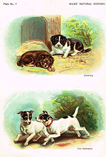 Miles's Natural History - "Fox Terriers & Puppies" - Chromolithograph - 1895