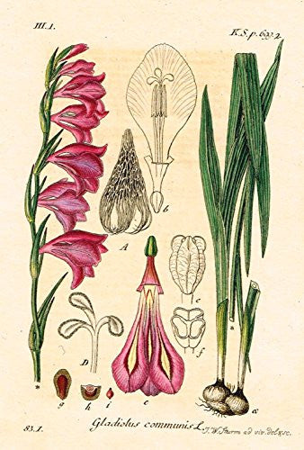 Strum's Flowers - "GLADIOLUS COMMUNIS" - Miniature Hand-Colored Engraving - 1841