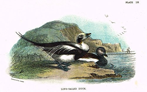 Lloyd's Natural History - "LONG TAILED DUCK" - Pl. LX - Chromolithograph - 1896