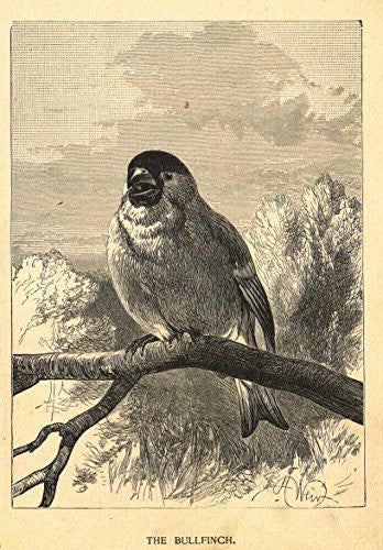 Roe's Illustrated Book of Animals - THE BULLFINCH - Woodcut - 1892