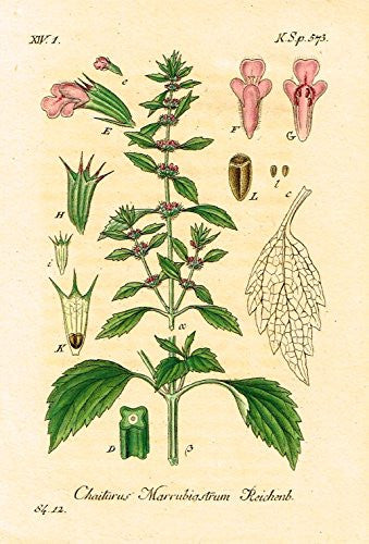 Strum's Flowers - "CHAITURUS MARRUBIGSTRUM" - Miniature Hand-Colored Engraving - 1841