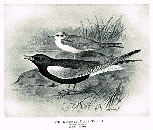 Frowhawk's British Birds - "WHITE-WINGED BLACK TERN - SUMMER" - Lithograph - 1896