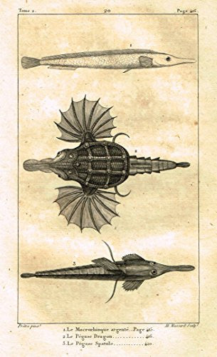 De Lacepede's L'Histoire Naturelle - "DRAGON FISH" - Copper Engraving - 1825