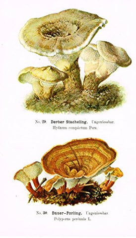 Schmalfub's Mushrooms - DERBER PORLING - Coloured Lithograph - 1897
