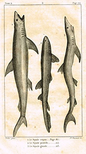 De Lacepede's L'Histoire Naturelle - 3 SHARKS - Copper Engraving - 1825