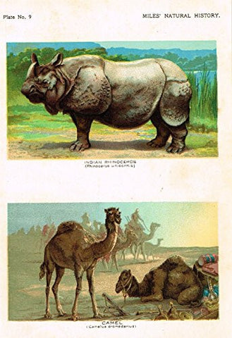 Miles's Natural History - "Indian Rhinoceros & Camel" - Chromolithograph - 1895