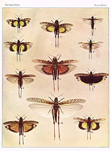 Howard's The Insect Book - SHORT HORNED GRASSHOPPERS OR TRUE LOCUSTS - Lithograph - 1902