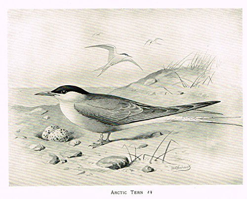 Frowhawk's British Birds - "ARCTIC TERN" - Lithograph - 1896