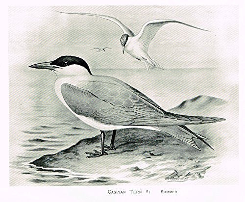 Frowhawk's British Birds - "CASPIAN TERN" - Lithograph - 1896