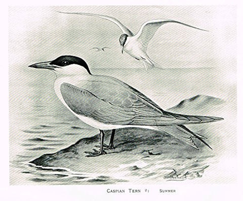 Frowhawk's British Birds - "CASPIAN TERN" - Lithograph - 1896