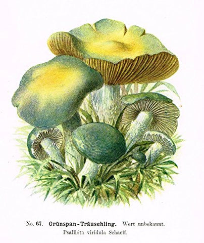 Schmalfub's Mushrooms - GRUNSPAN TRAUSCHLING - Coloured Lithograph - 1897