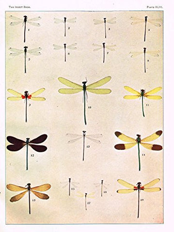 Howard's The Insect Book - DRAGON FLIES (REDUCED 1/3) - Lithograph - 1902