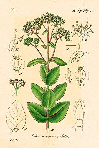 Strum's Flowers - "SEDUM MAXIMUM" - Miniature Hand-Colored Engraving - 1841