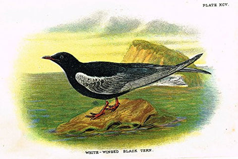 Lloyd's Natural History - "WHITE WINGED BLACK TERN" - Pl. XCV - Chromolithograph - 1896