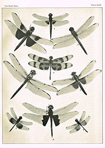 Howard's The Insect Book - DRAGON FLIES- PLATE XLIII - Lithograph - 1902