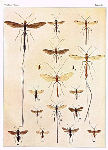 Howard's The Insect Book - ICHNEUMON AND CHALCIS FLIES - Lithograph - 1902