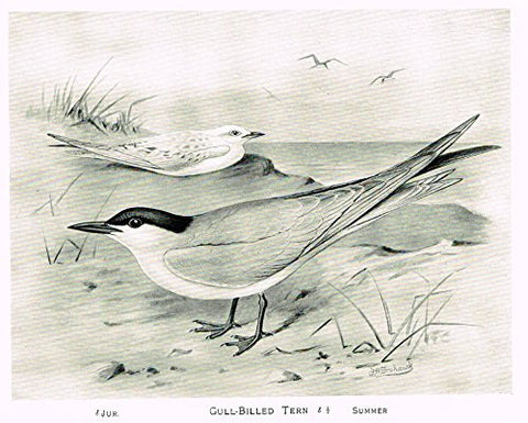 Frowhawk's British Birds - "GULL-BILLED TERN" - Lithograph - 1896