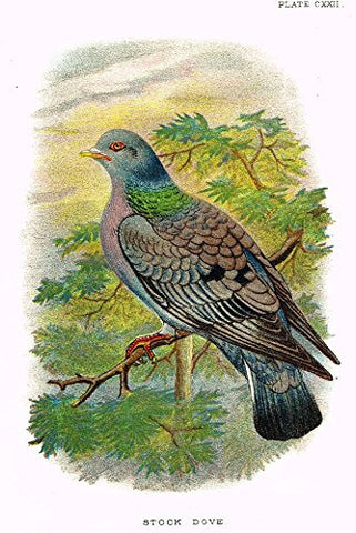 Lloyd's Natural History - "STOCK DOVE" - Pl. CXXII - Chromolithograph - 1896