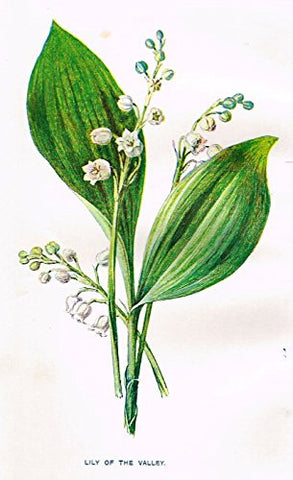 Hulme's Familiar Wild Flowers - "LILY OF THE VALLEY" - Lithograph - 1902