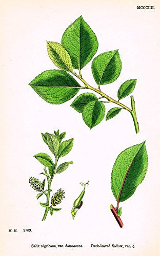 Sowerby's English Botany - "DARK-LEAVED SALLOW VAR. L" - Hand-Colored Litho - 1873