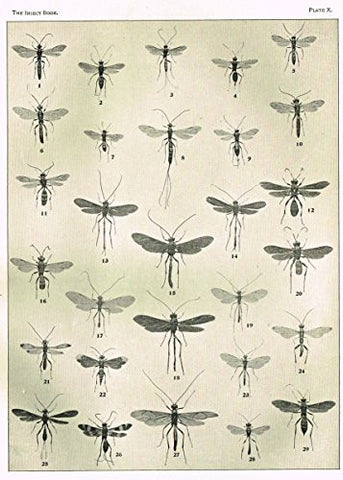 Howard's The Insect Book - "ICHNEUMON FLIES - PLATE X" - Lithograph - 1902