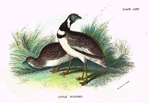 Lloyd's Natural History - "LITTLE BUSTARD" - Pl. LXXV - Chromolithograph - 1896