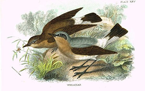 Lloyd's Natural History - "WHEATEAR" - Pl. XXV - Chromolithograph - 1896
