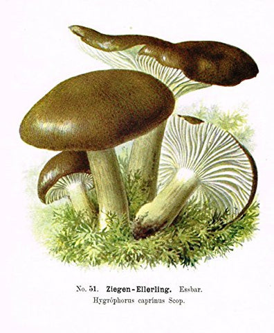 Schmalfub's Mushrooms - ZIEGEN ELLERLING' - Coloured Lithograph - 1897